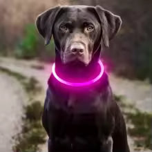 Collier pour chien avec LED clignotantes