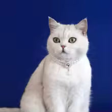 Collier de perle pour chiens et chats